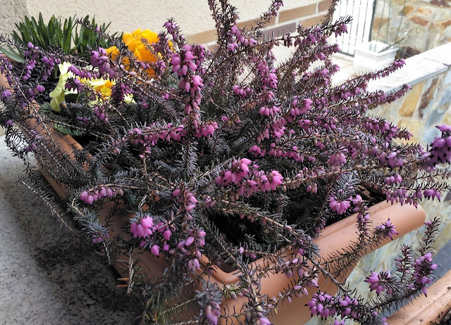 Brezo rosado (Erica x darleyensis).