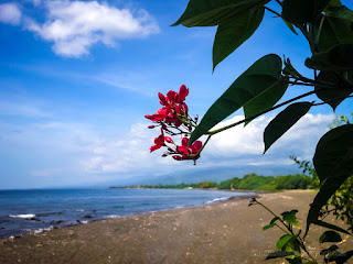 Sweet Small Red Flowers View Of The Plants Grow On The Beach At Umeanyar Village North Bali Indonesia