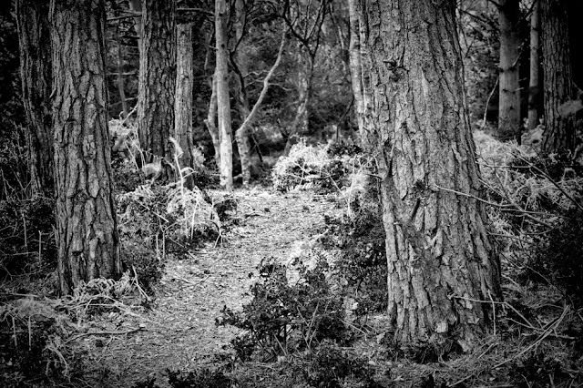 Trees line woodland path in Dorset on the Isle of Purbeck