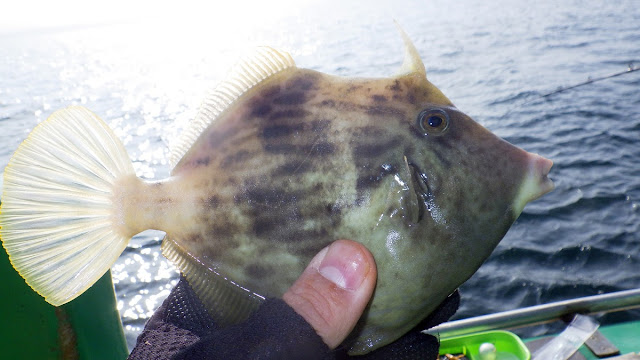 東京湾 浦安 吉野屋 カワハギ