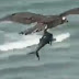 Vídeo impressionante flagra águia carregando tubarão em praia; assista