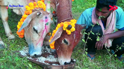 Sohrai festival , sohrai Parab , jharkhand festival , jharkhand blogs , jharkhandblogs.in Sohrai festival , sohrai Parab , jharkhand festival , jharkhand blogs , jharkhandblogs.in