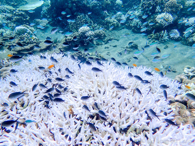 Coral Garden - Baie de Lipah - Bali