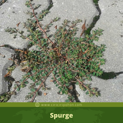 Spurge