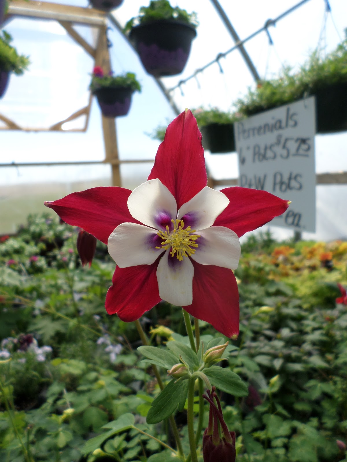 Garden on the Rough Spring 2021 Amish Greenhouse Tour