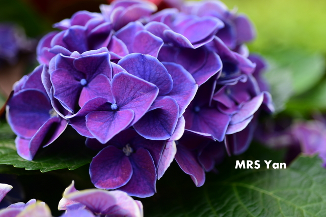 殷師奶與大爺的生活 春花