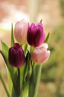 tulipanes-de-petalos-rosas-y-morados