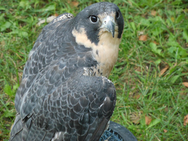 Birding Is Fun!: Candid Shots from the Midwest Birding Symposium