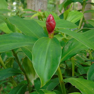 Sapucaia (Lecythis pisonis Cambess.) | A planta da vez