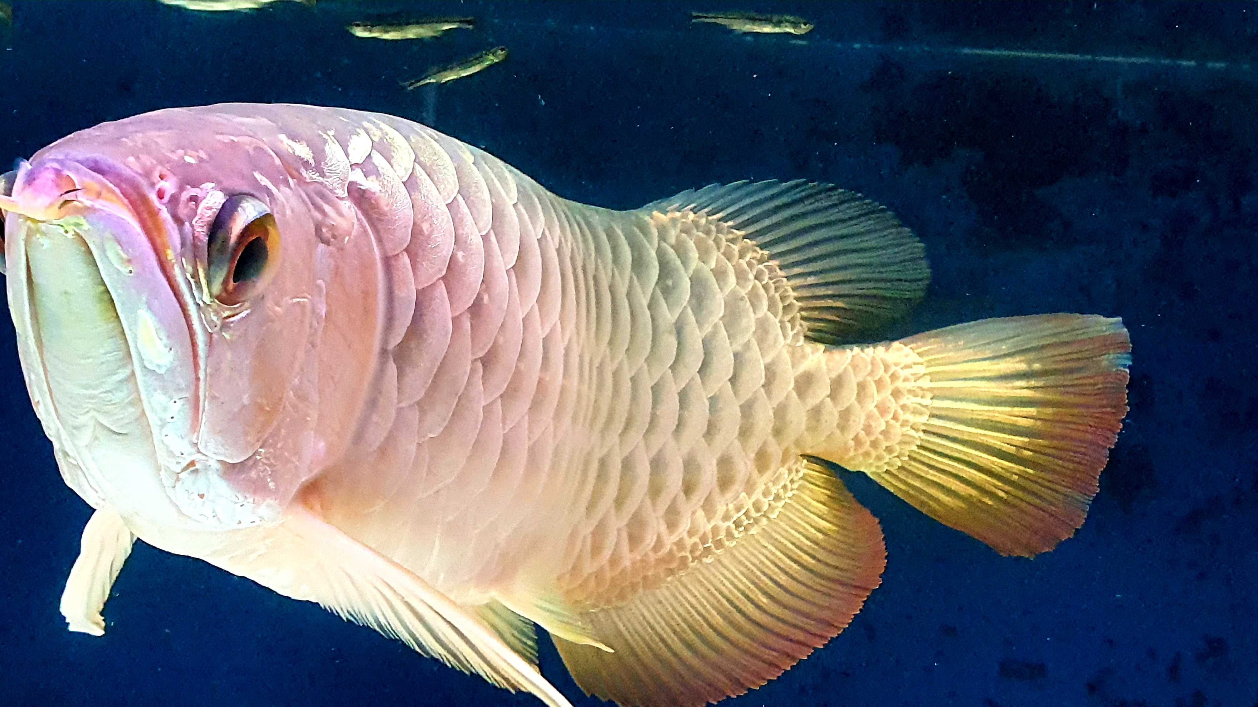 Malaysia Golden Arowana  Ikan  Hiasan Termahal Penyeri 