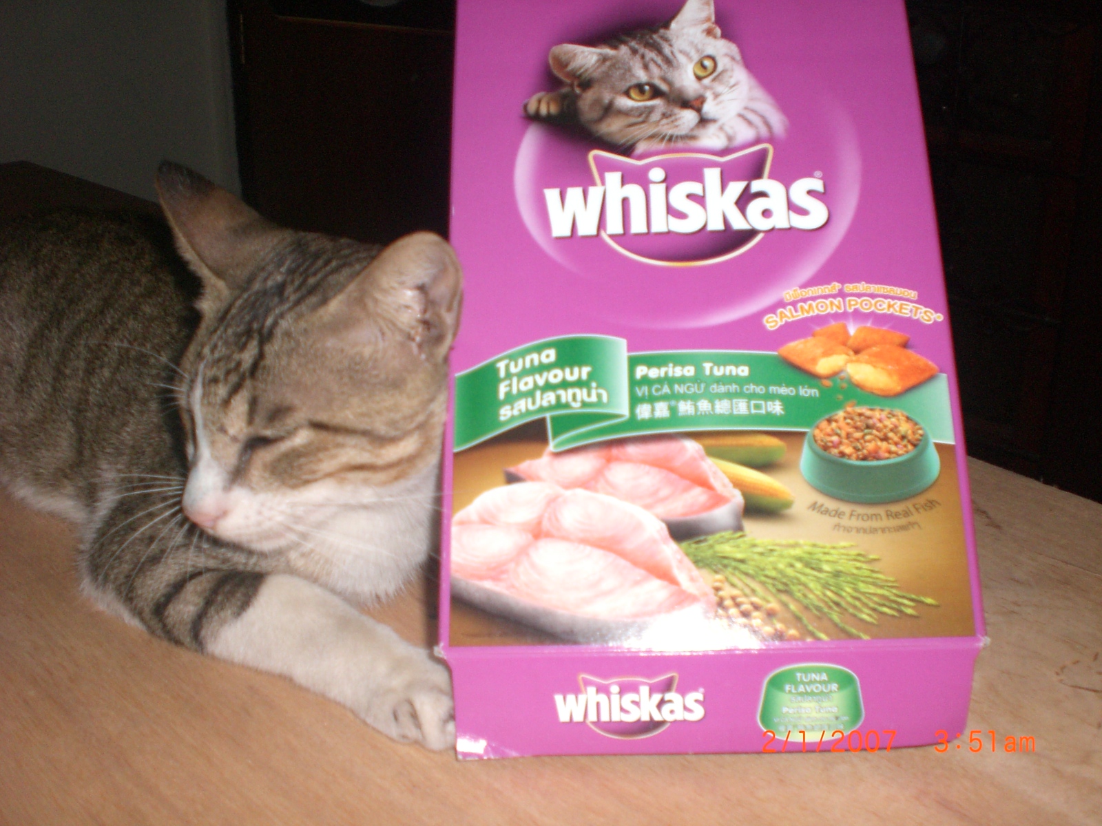 можно ли вискас котятам. котик вискас. корм для котят. кошачье молоко для котят. можно ли вискас котятам.