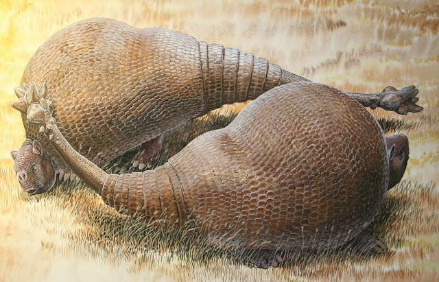 This illustration shows two male glyptodonts (Doedicurus clavicaudatus) facing off: The massive, club-shaped tails were probably used more for intraspecific combat than defense against predators.