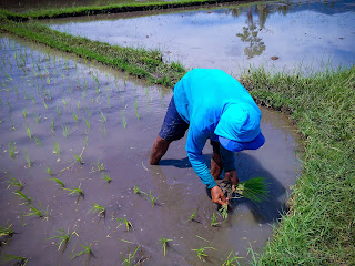 A Farmer Planting Rice Plants Almost Done One Plot Of The Field At The Village