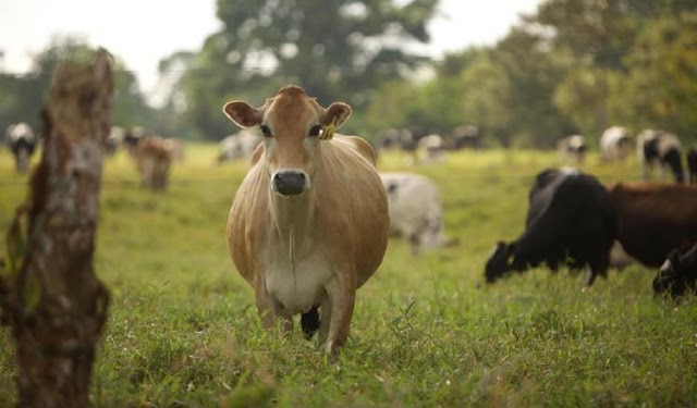 Instan a Latinoamérica a impulsar ganadería sustentable y competitiva