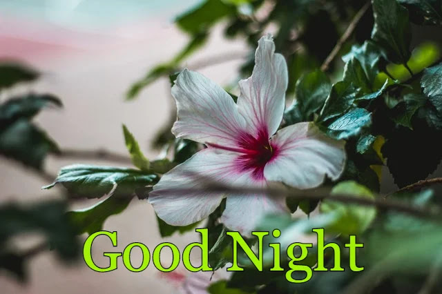 Good Night HD Images Good Night HD Images