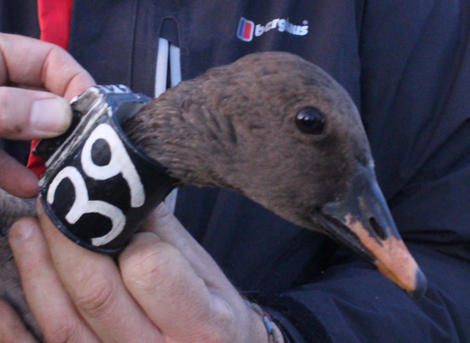 Angus' Bean Goose Blog October 2019