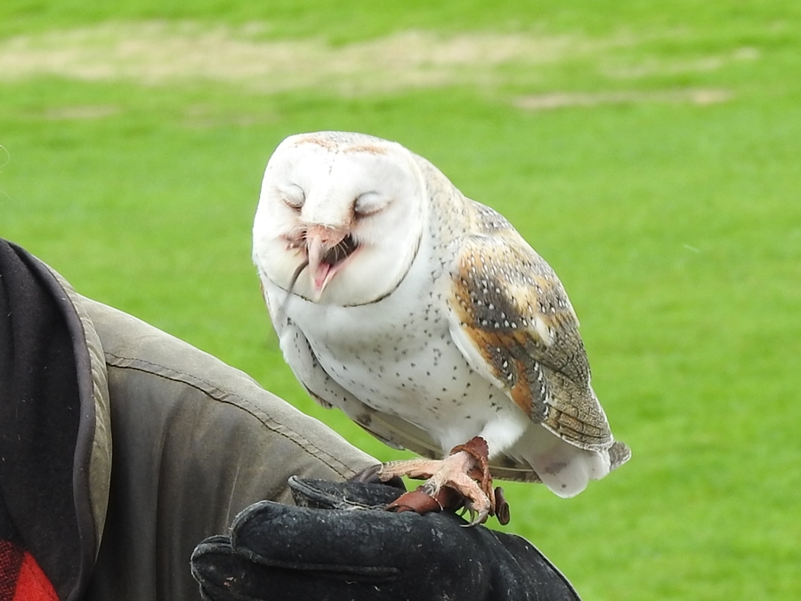 photographing New Zealand wingspan