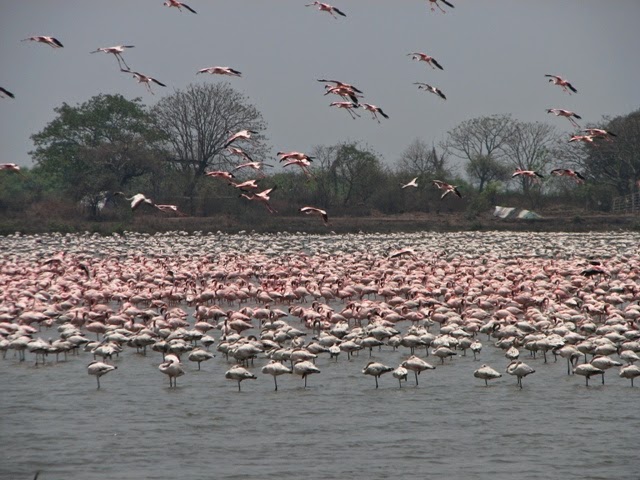Reflections of Time: Flamingos, Navi Mumbai