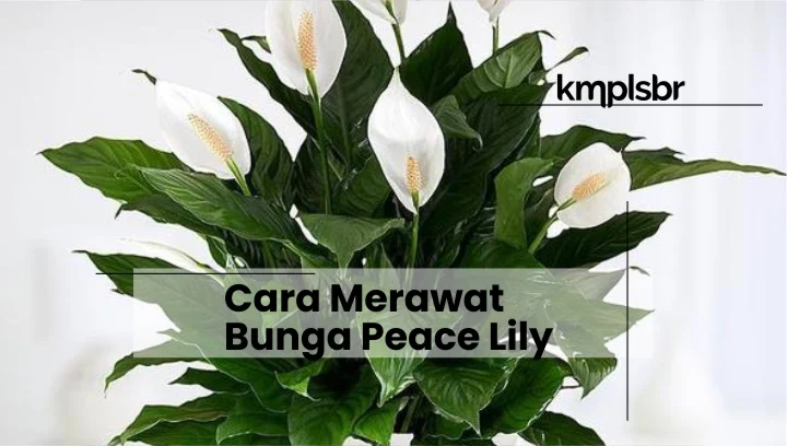 cara merawat tanaman peace lily hingga berbunga