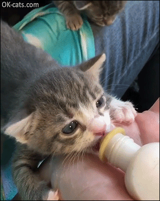Snuzzy Kitten GIF • Cute Kitty drinking his bottle. Who doesn't love ear wiggles? Funny baby cat [ok-cats.com]