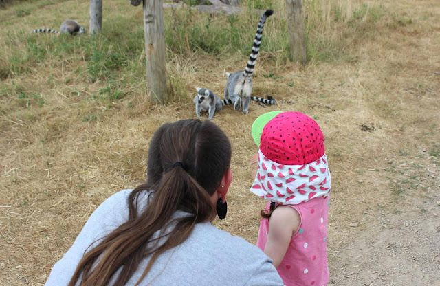 Exploring Twycross Zoo A review of Twycross Zoo