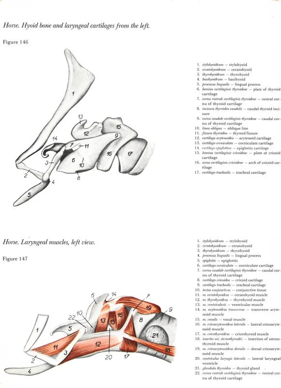 horse-cavalo-skull-anatomy-anatomia-cranio-maxilar-sinusal-sinuses-vetarq-muscle-musculatura-bone-osso-veias-arterias-dentição-equinos-eye-olho-glote-traqueia-esofago-palato-hioide