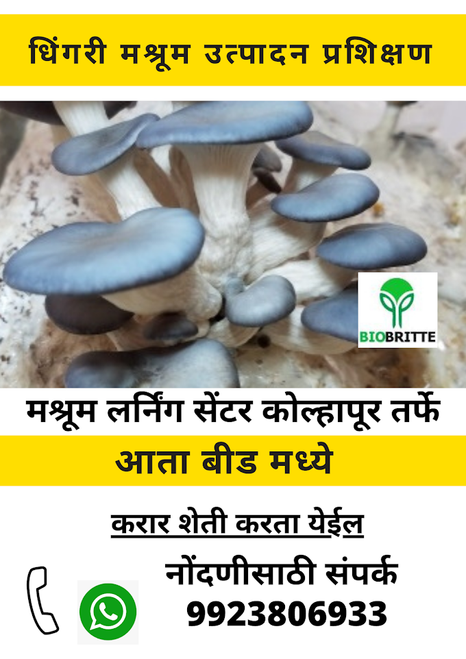 Mushroom Training in Beed | Mushroom Learning Center Kolhapur