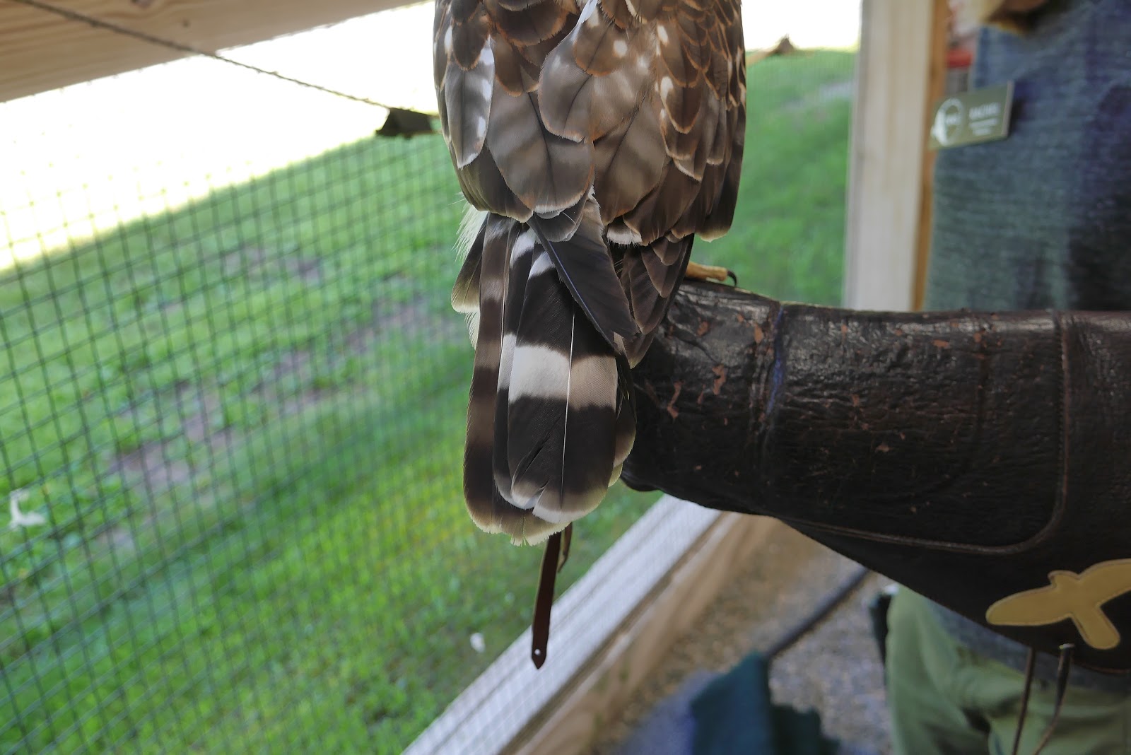 A Change of Feathers The Molt Nature Blog