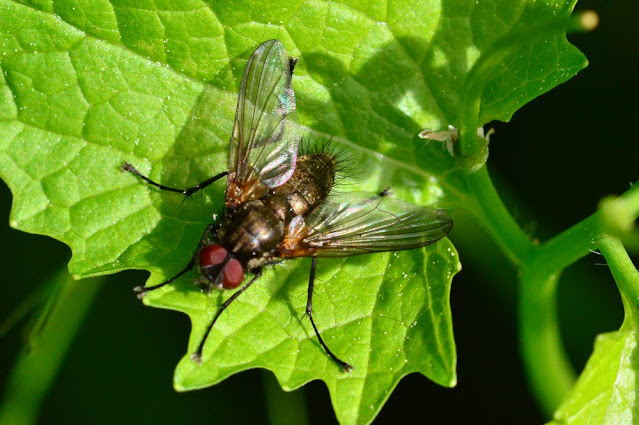 Macquartia sp Macquartia sp