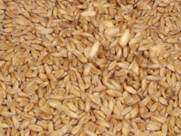 wheat, growing wheat, wheat farming, wheat farming information, wheat farming guide, commercial wheat farming, commercial wheat farming guide, wheat farming for profit, wheat farming commercially for profit, wheat cultivation, wheat cultivation guide