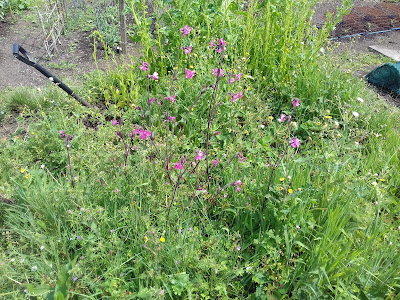 Wildflowers On The Allotment