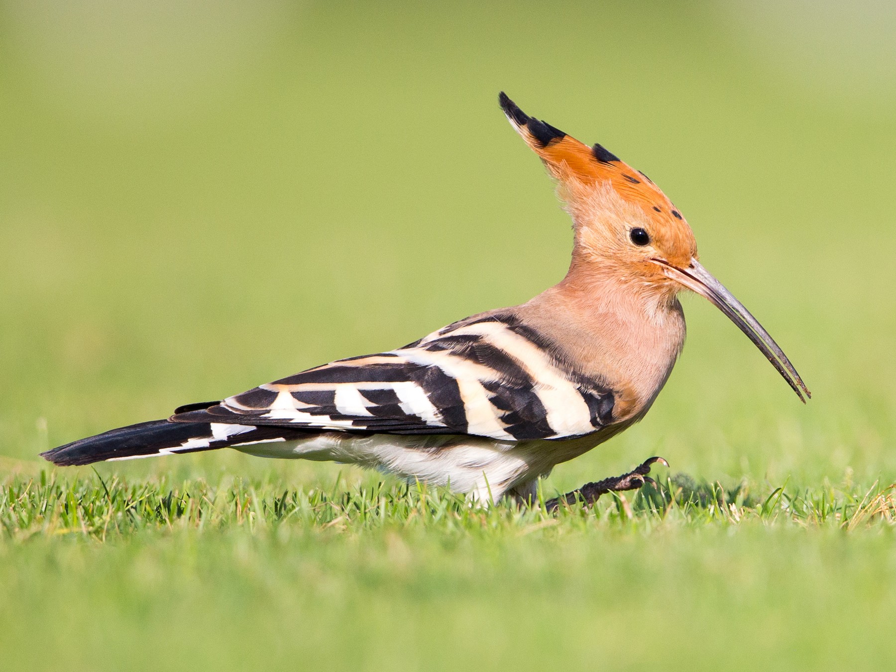 Hoopoe colourful bird species, information & characteristic