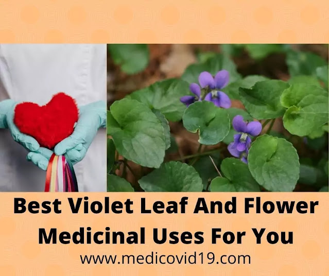 Best Violet Leaf And Flower Medicinal Uses For You