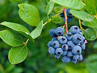 Kandungan dan Manfaat Blueberry untuk Kesehatan