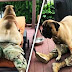 Sweet Bullmastiff Gets Emotional When His Soldier Owner Returns Home - 159