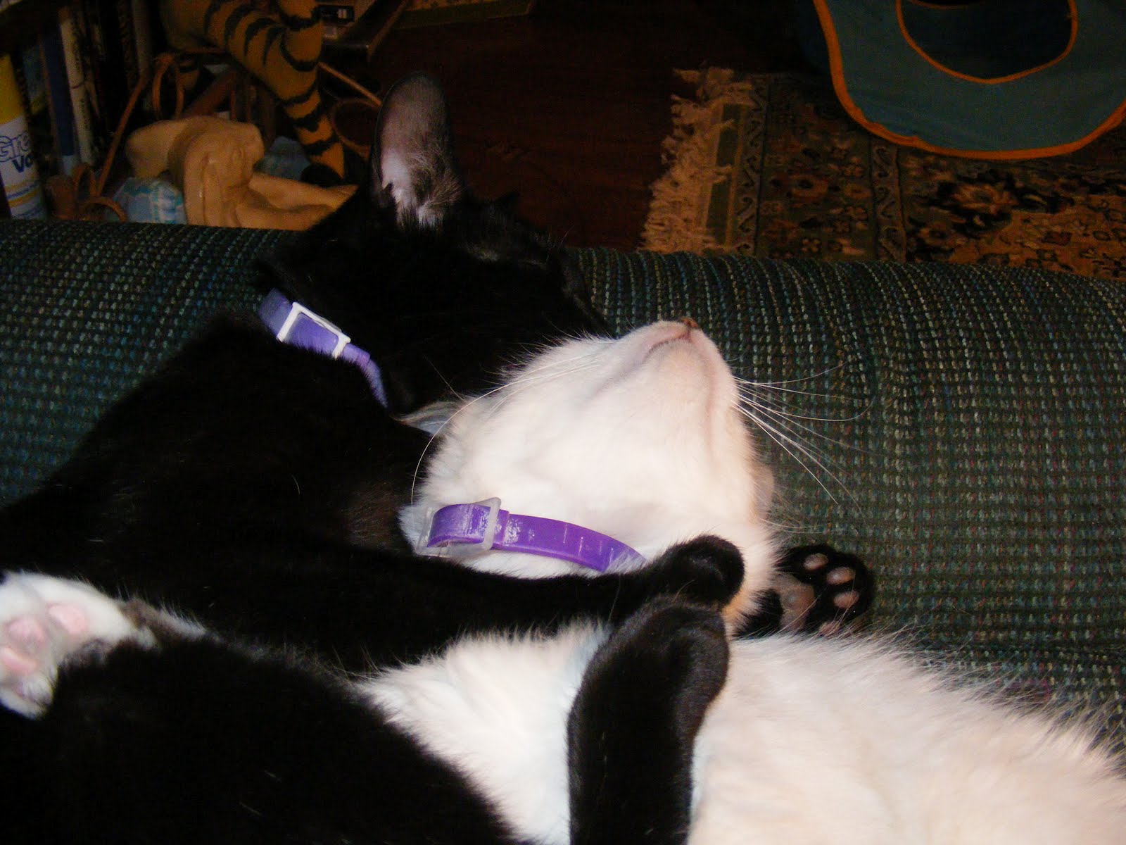 RockyCat Basement cat v. ceiling cat