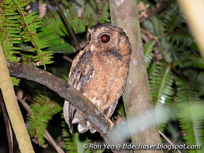 Sunda Scops Owl (Otus lempiji)