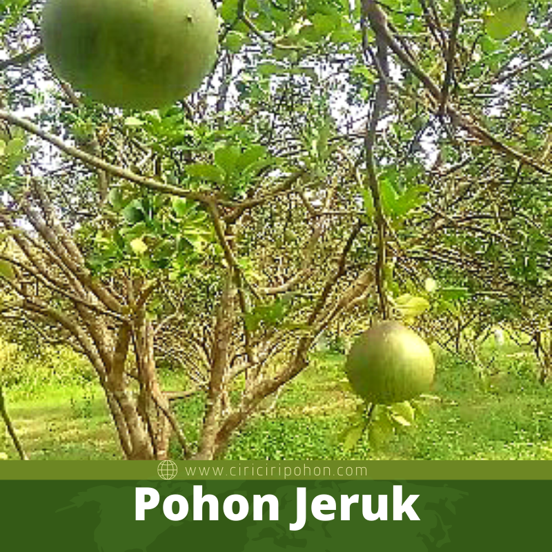 Pohon Jeruk