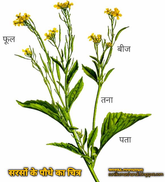 सरसों के तेल के फायदे, उपयोग और नुकसान Mustard Oil Benefits in Hindi