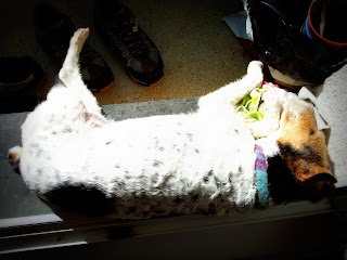 Sonnenanbeter-Hund