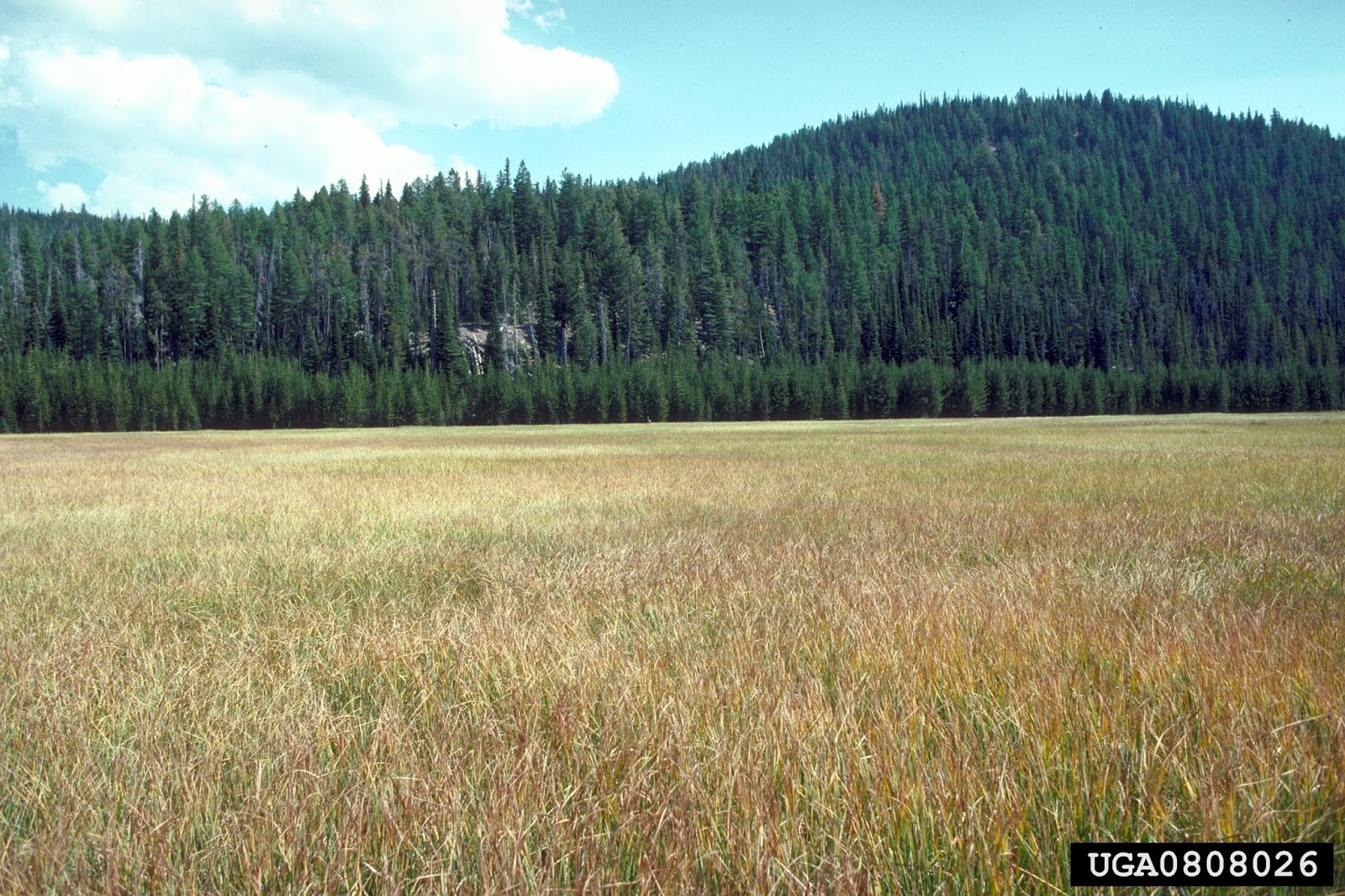 Center for Invasive Species and Ecosystem Health LesserPrairie Chicken Survey Shows 25