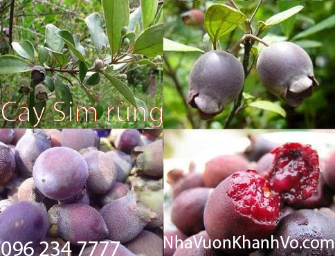 Sản phẩm cần bán: Cây sim rừng: không dừng lại ở giá trị y học Trai-sim-rung