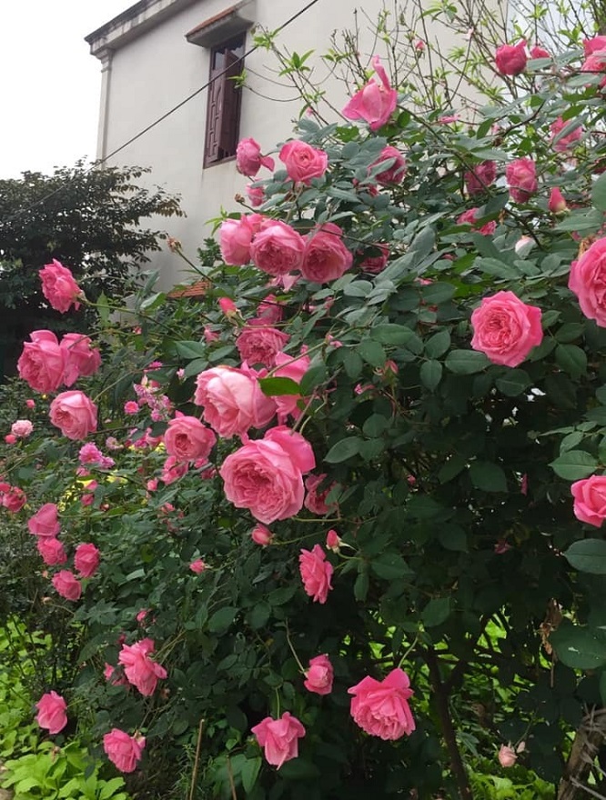 Hoa hồng Cổ Sapa - Một giống hồng đến từ Anh Quốc ~ KiViBaRa