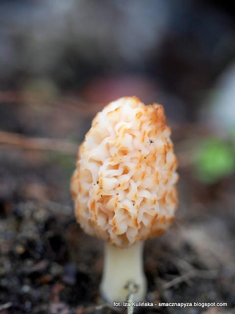 morchella-conica smardz stozkowaty, smardze, grzyby chronione, atlas grzybow, grzyby gatunkami, gatunek, jaki to grzyb, las bemowski, wiosna, mykologia, grzybobranie
