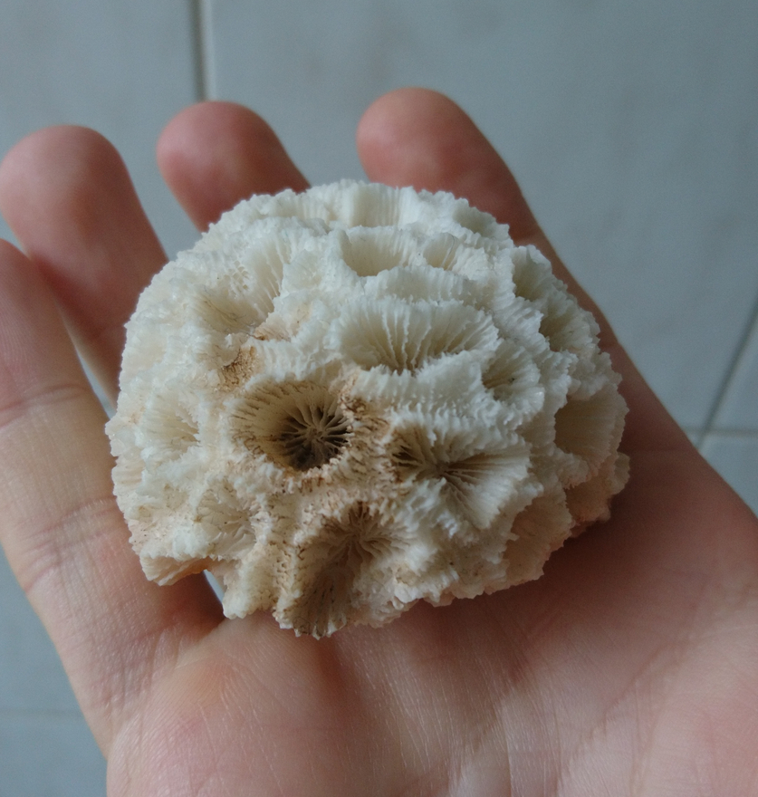 Die 131 Besten Bilder Zu Elfen Feen Elfen Feen Bilder