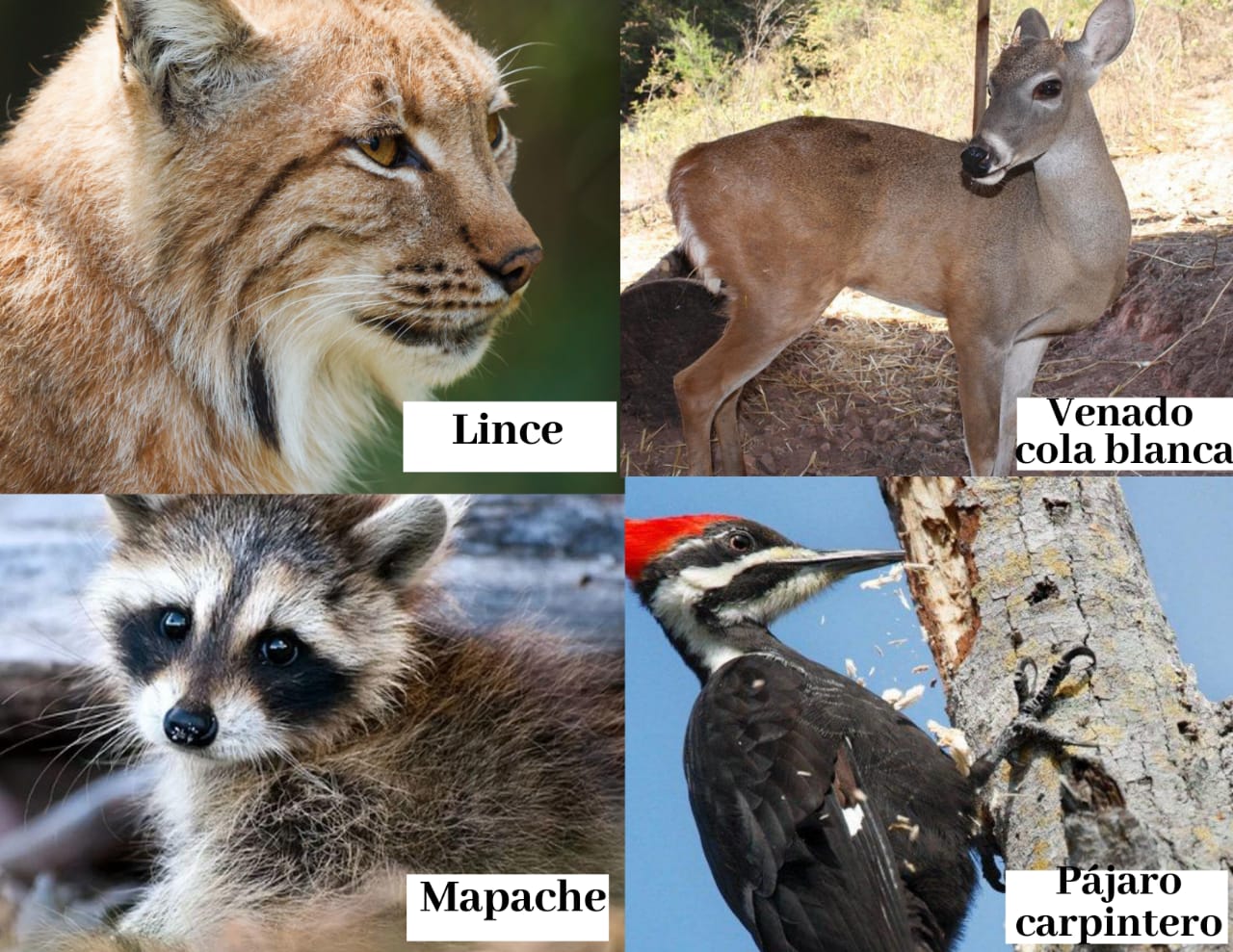 ECOSISTEMAS DE MÉXICO BOSQUE DE QUERCUS O ENCINO ECOSISTEMAS DE MÉXICO BOSQUE DE QUERCUS O ENCINO