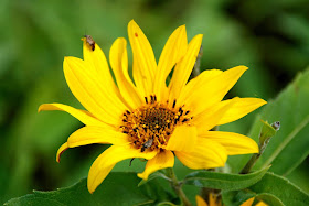yellow flower nature photo