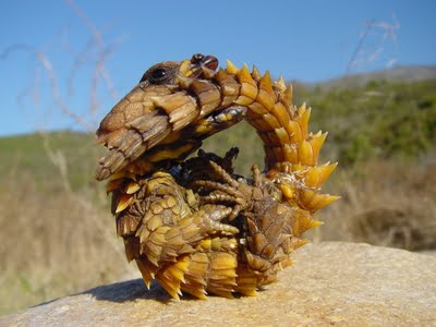lizard_pets_bearded_dragon_7.jpg