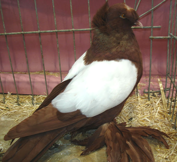 dresden trumpeter pigeon, dresden trumpeter pigeons, about dresden trumpeter pigeon, dresden trumpeter pigeon appearance, dresden trumpeter pigeon breed, dresden trumpeter pigeon breed info, dresden trumpeter pigeon breed facts, dresden trumpeter pigeon care, caring dresden trumpeter pigeon, dresden trumpeter pigeon color, characteristics, dresden trumpeter pigeon facts, dresden trumpeter pigeon for show, dresden trumpeter pigeon history, dresden trumpeter pigeon info, dresden trumpeter pigeon images, dresden trumpeter pigeon origin, dresden trumpeter pigeon photos, dresden trumpeter pigeon pictures, dresden trumpeter pigeon rarity, raising dresden trumpeter pigeon, dresden trumpeter pigeon rearing, dresden trumpeter pigeon size, dresden trumpeter pigeon temperament, dresden trumpeter pigeon tame, dresden trumpeter pigeon uses, dresden trumpeter pigeon varieties, dresden trumpeter pigeon weight