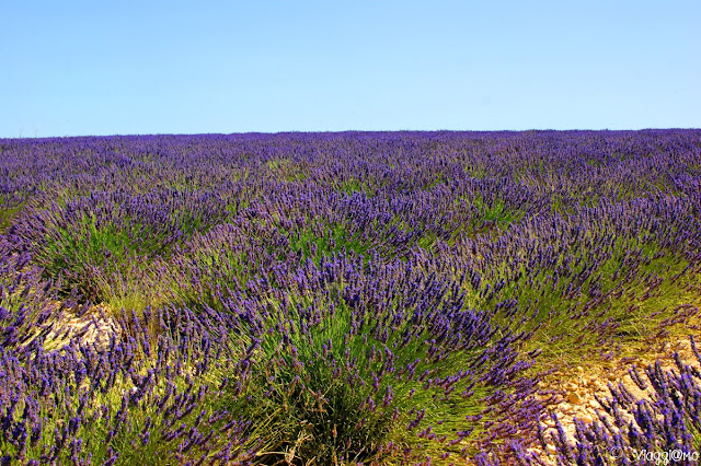 Distese di lavanda in fiore nel Plateau de Valensole